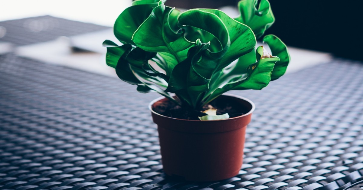 plant in container