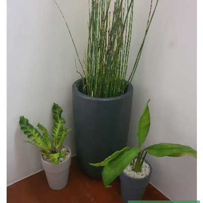 indoor container garden horsetail