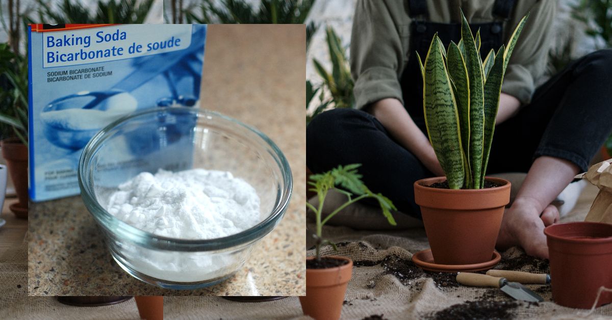 Why Baking Soda Is a Gardener's Best Friend - iGarden101