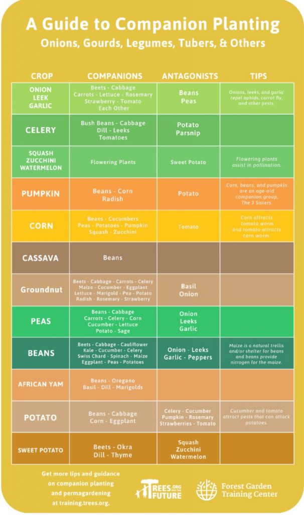 Easy Container Gardening Ideas for Vegetables 5 Companion gardening chart 2 - container gardening ideas for vegetables