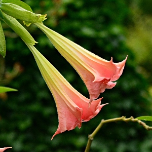 BeFunky-angel's trumpet-iGarden101