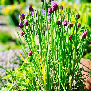 BeFunky-chives-iGarden101