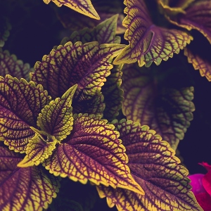 BeFunky-coleus-iGarden101
