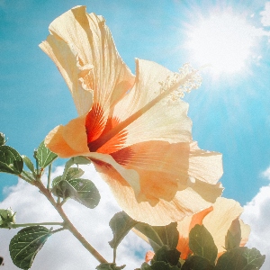 BeFunky-hibiscus-iGarden101
