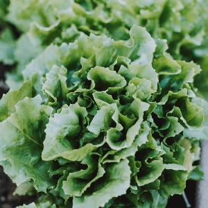 BeFunky-lettuce-iGarden101