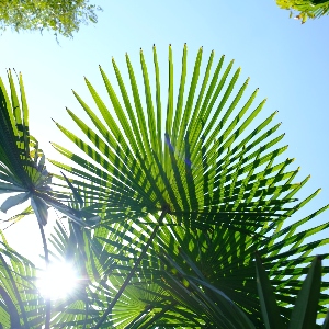 BeFunky-palms-iGarden101