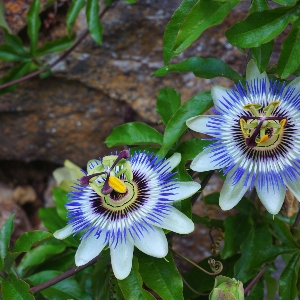 BeFunky-passionflower-iGarden101