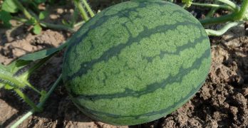 growing watermelons in containers