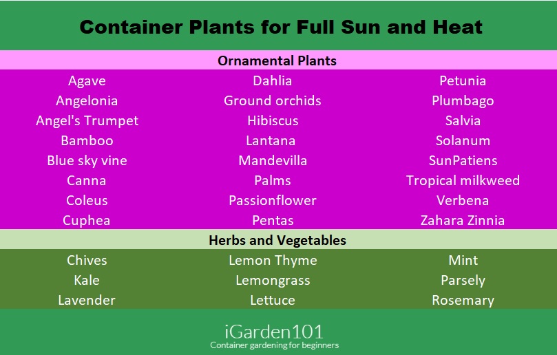 Container Plants for Full Sun and Heat - iGarden101