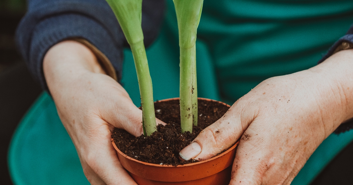 container gardening