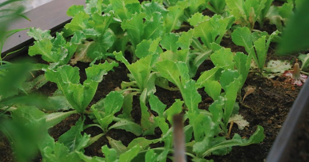 Container-Friendly Vegetable Seeds & Plants - lettuce