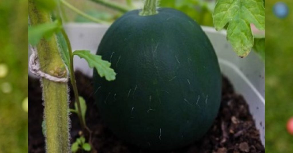 fruits to grow in pots - watermelon