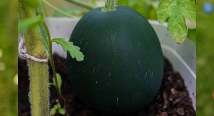 fruits to grow in pots - watermelon