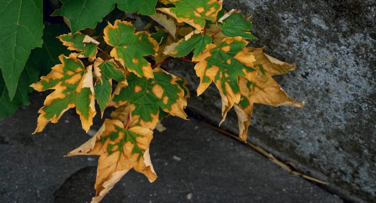 heat-damaged plants
