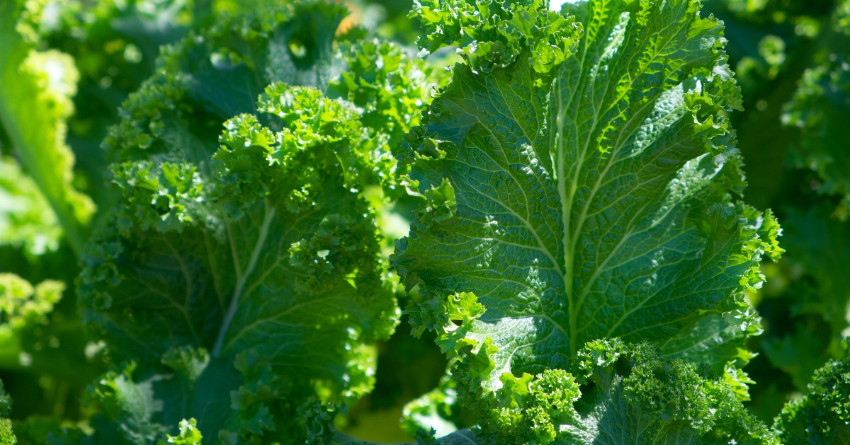 green leafy vegetables - fall harvest