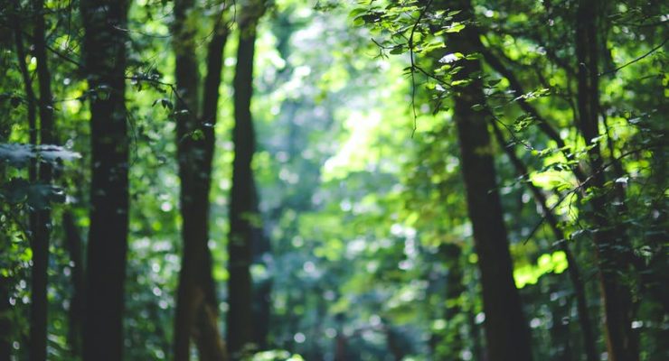 the path among the trees