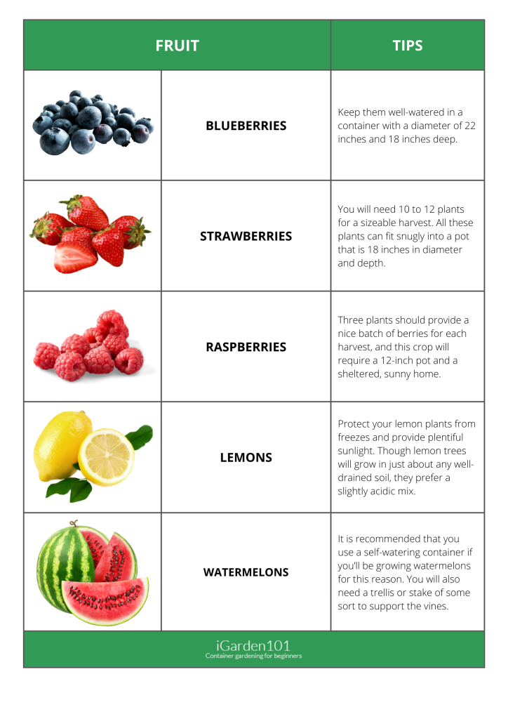 container gardening - fruits