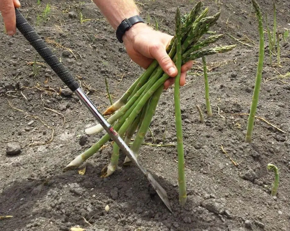 Best Weeding Tools: Guide and Recommendations 9 200513c sumo gardener iGarden101