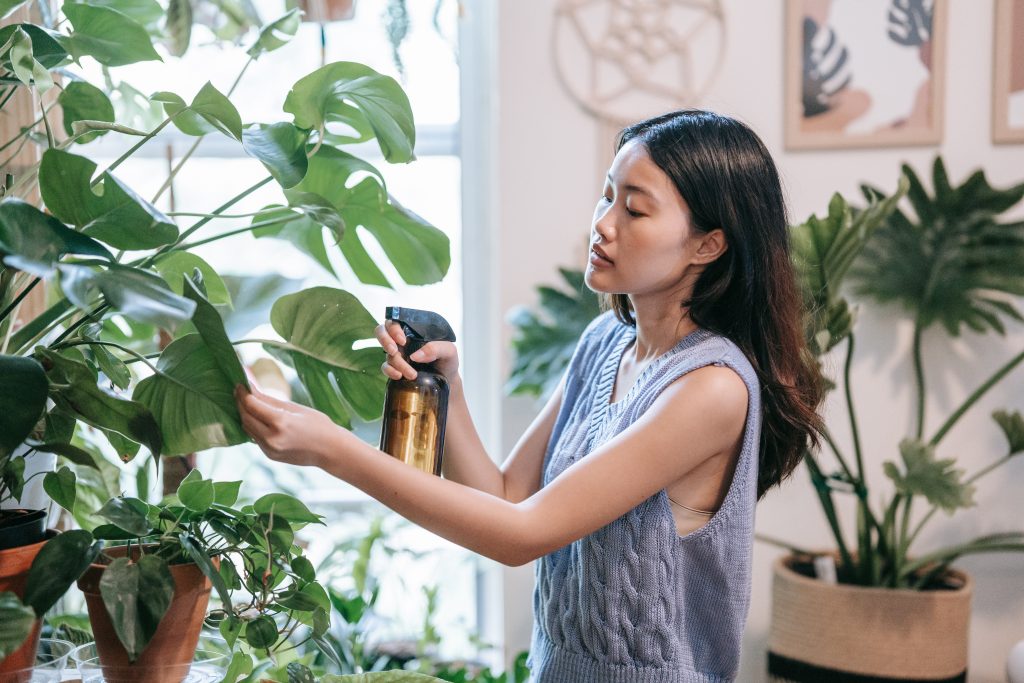 spraying plants