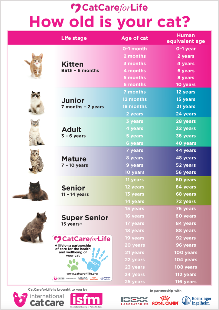 Cats: Your Feline Companion 13 cat age vs human age