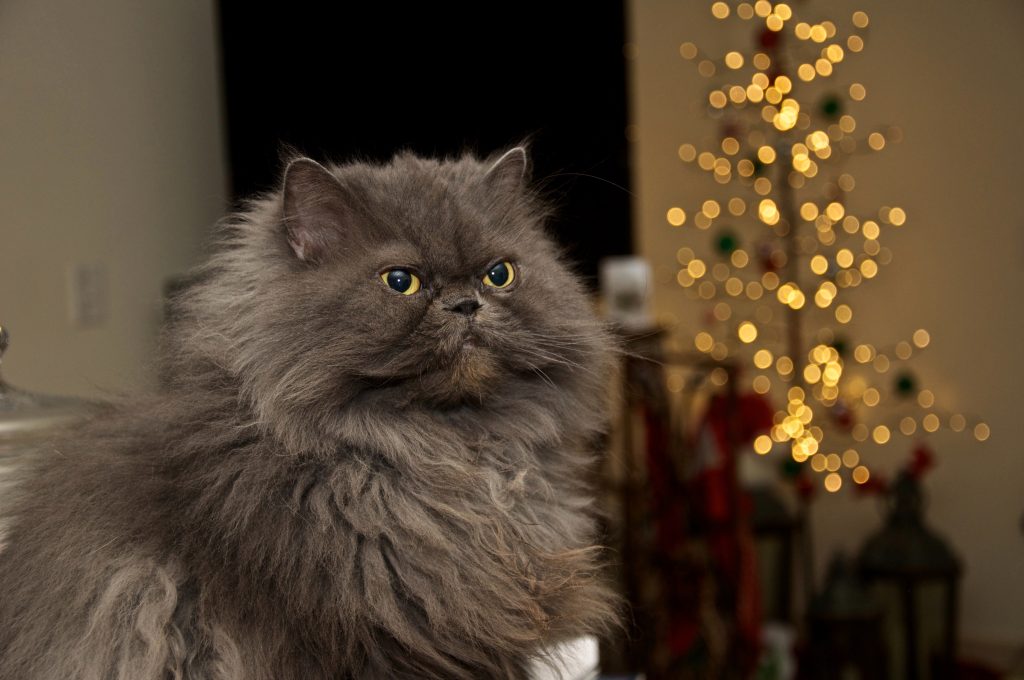 Cats: Your Feline Companion 9 Himalayan cat