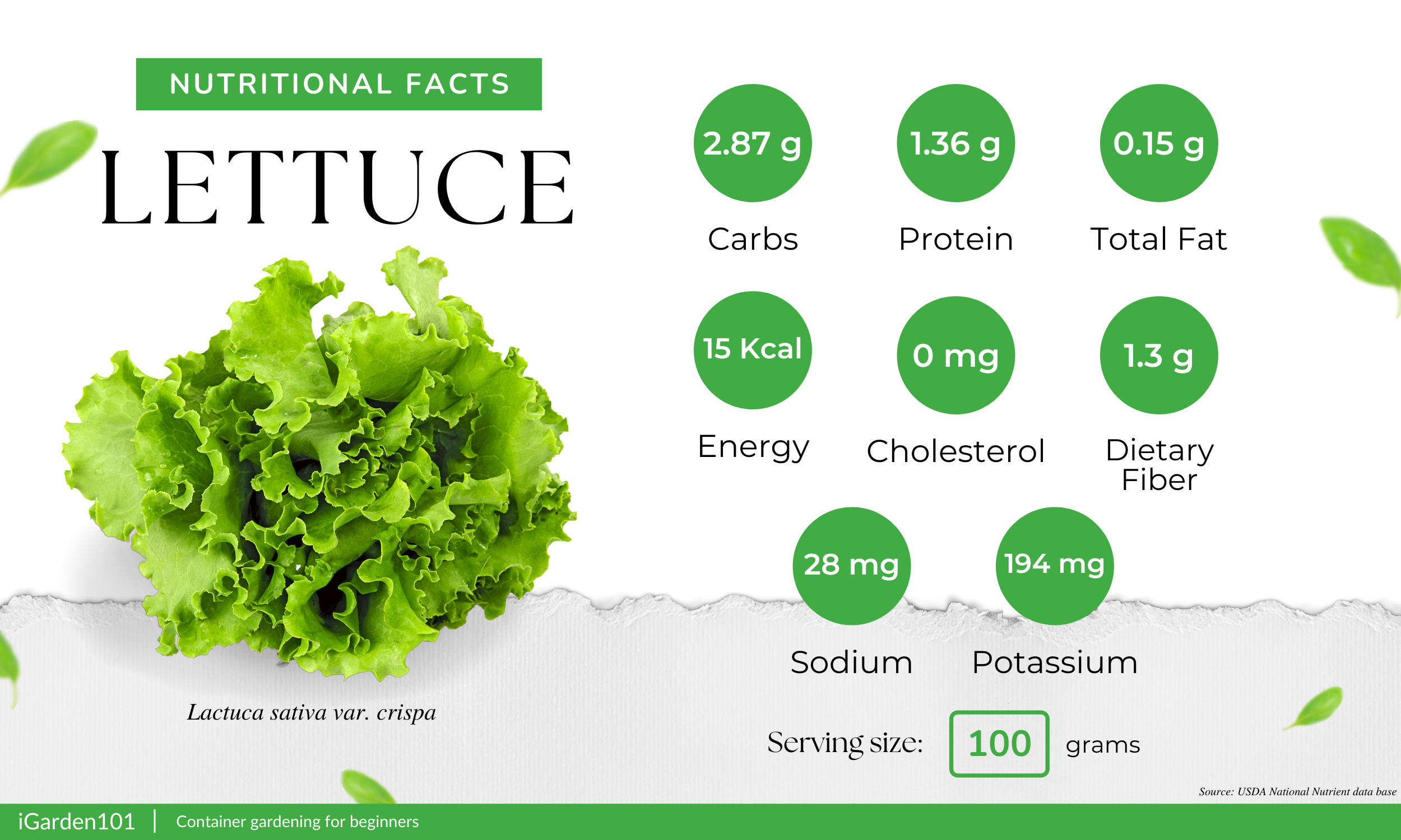 lettuce nutritional facts