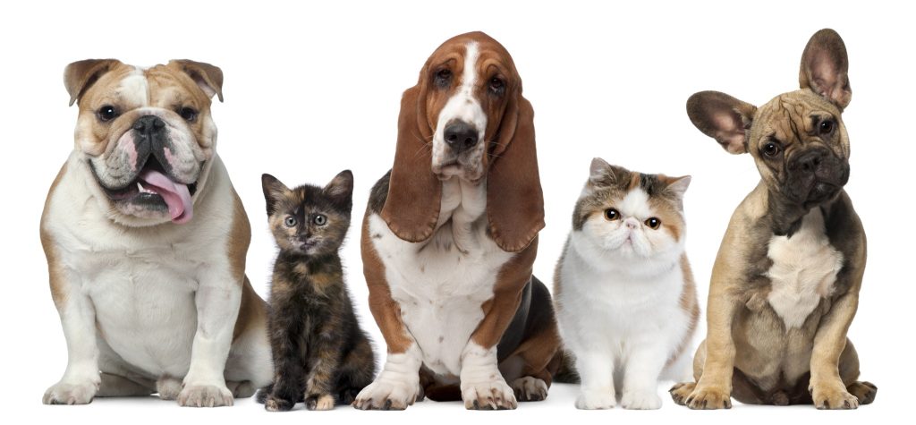 Dogs: Man's Best Friend 9 cats and dogs iGarden101