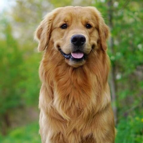 golden retriever dog breed info iGarden101