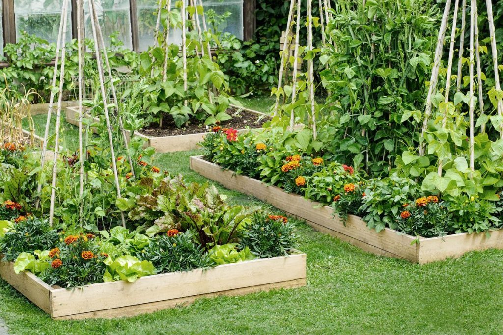 raised bed planting iGarden101