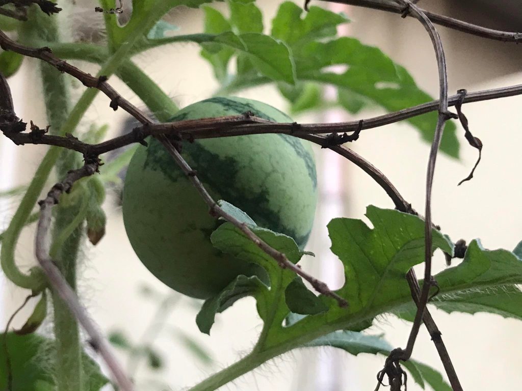 new small watermelon using a pail container on a rooftop garden.