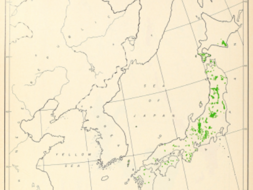 Japanese white pine distribution