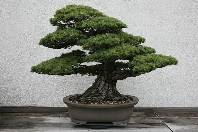 Japanese White Pine bonsai