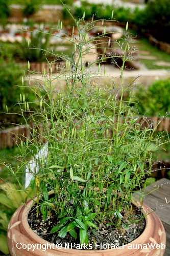 serpentina