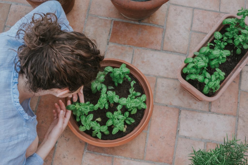 Basil: How to Plant, Harvest, and Cook with It 1 basil