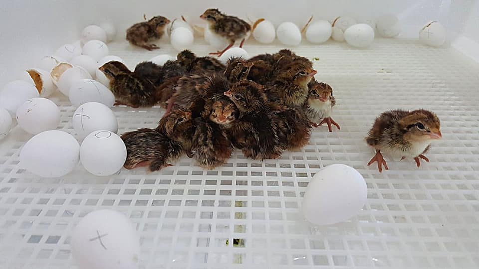 Chicks in incubator iGarden101