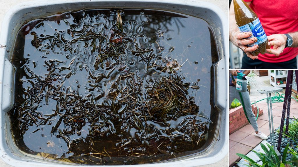 DIY Seaweed Liquid Fertilizer Part 2 Dilution and Application ryanbenoitphoto thehorticult seaweed fertilizer tea 4 iGarden101