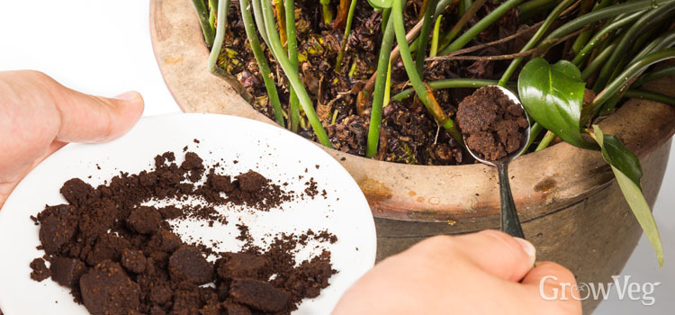 adding coffee grounds to plant pot iGarden101