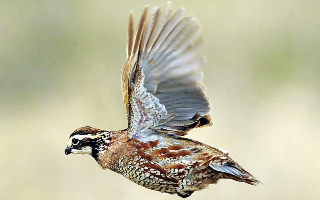 can quail fly iGarden101