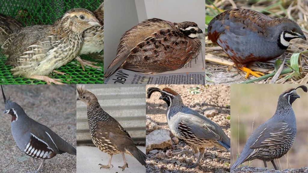 types of quail iGarden101