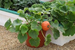 how to grow pumpkin in container