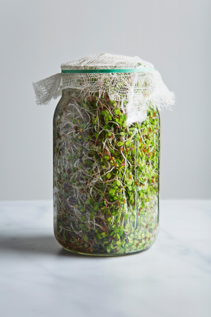 How to Grow Sprouts in a Jar 3 iGarden101