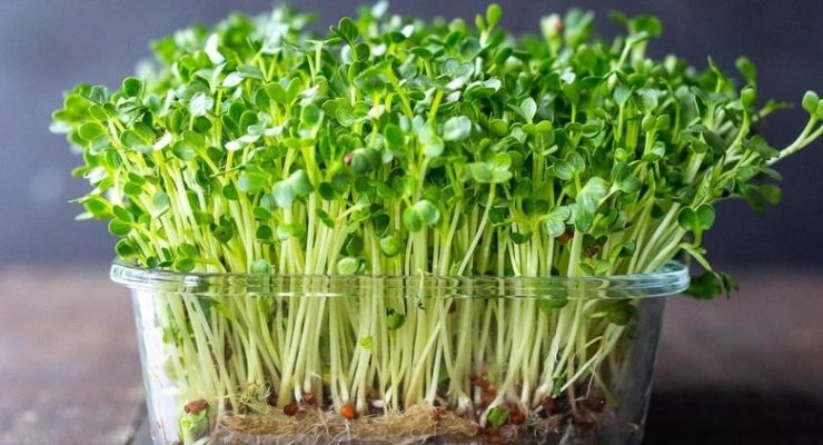 grow sprouts
