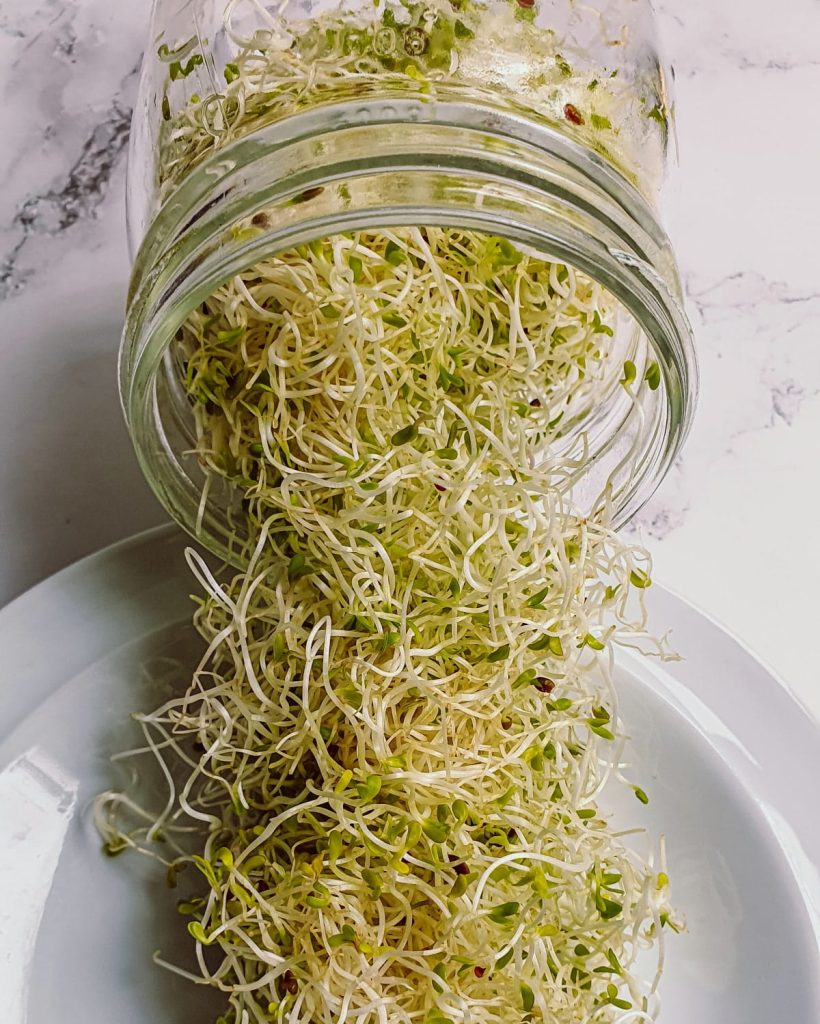 alfalfa sprouts iGarden101