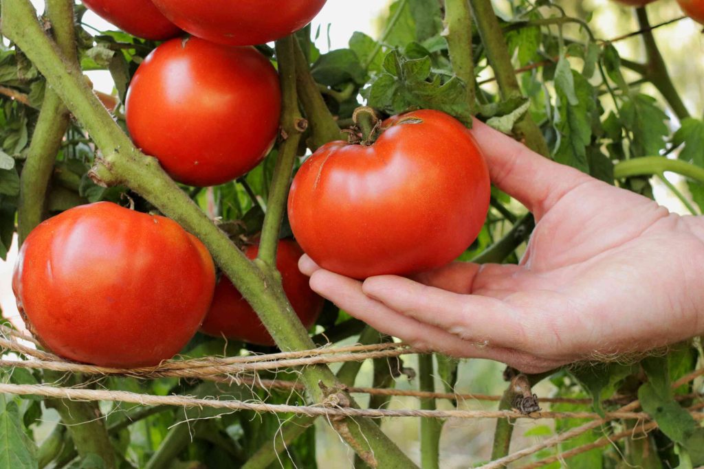 beefsteak tomatoes care 5189062 02 ff21a23911cc44a88c860763d7a7163c iGarden101