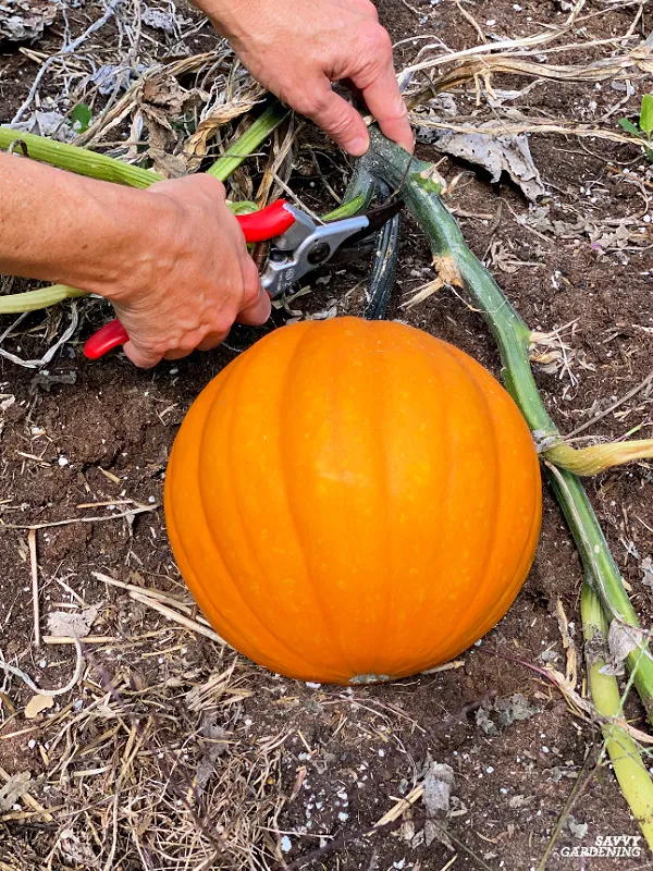harvesting pumpkins iGarden101