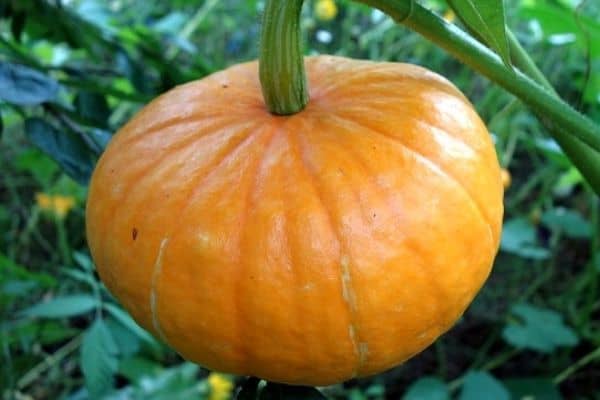 pumpkin plant iGarden101