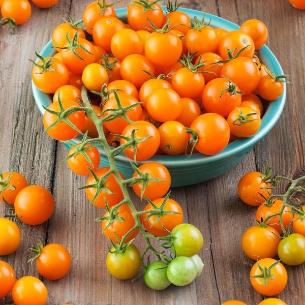 tomato cherry sungold iGarden101