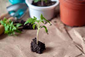 tomato seedlings iGarden101
