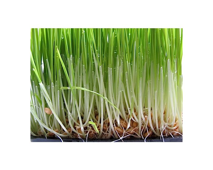 wheatgrass sprout iGarden101