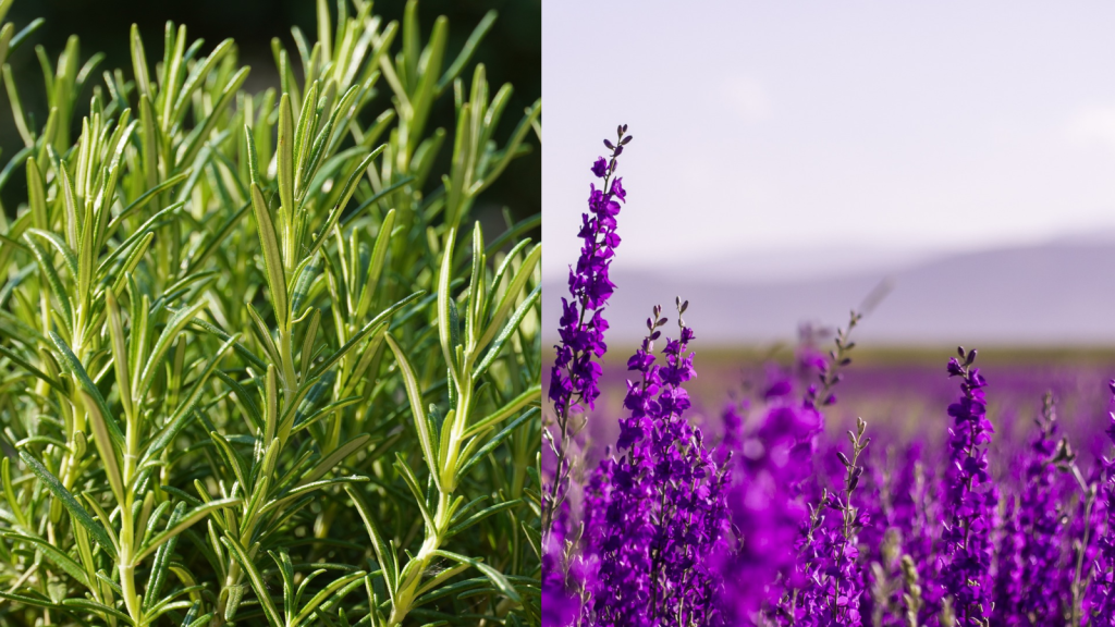 Rosemary vs lavender